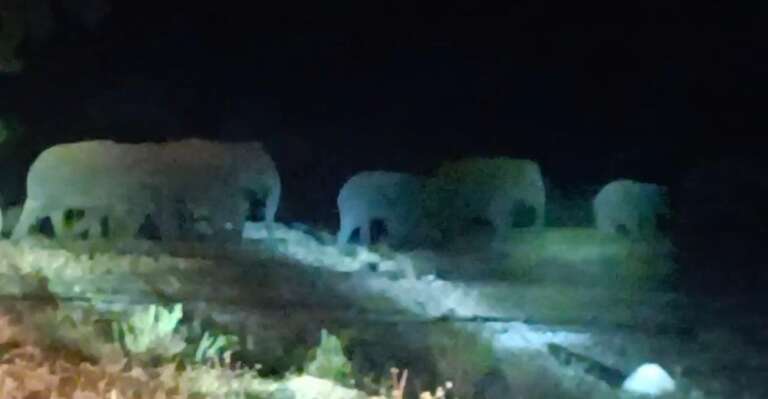 *Big breaking:– आधी रात एक साथ आ धमका 35 हाथियों का दल , गांव में मची अफरा तफरी, इस गांव के अगल बगल के लोग हो जाइए सावधान……….*
